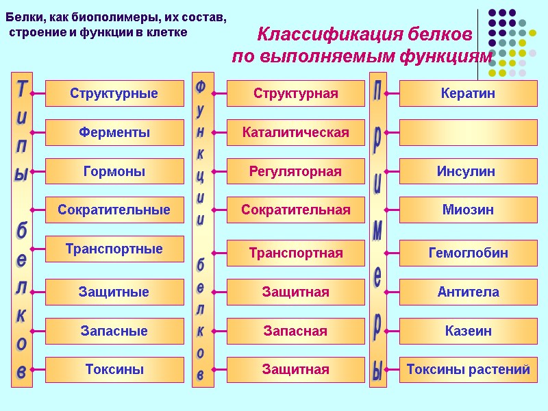 Классификация белков  по выполняемым функциям   Белки, как биополимеры, их состав, 